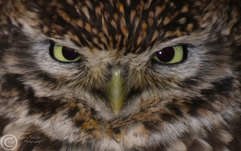 Little owl (Athene noctua) Garry Smith
